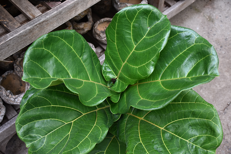 Fiddle Leaf Fig (Ficus lyrata) at Bedner's Farm & Greenhouse