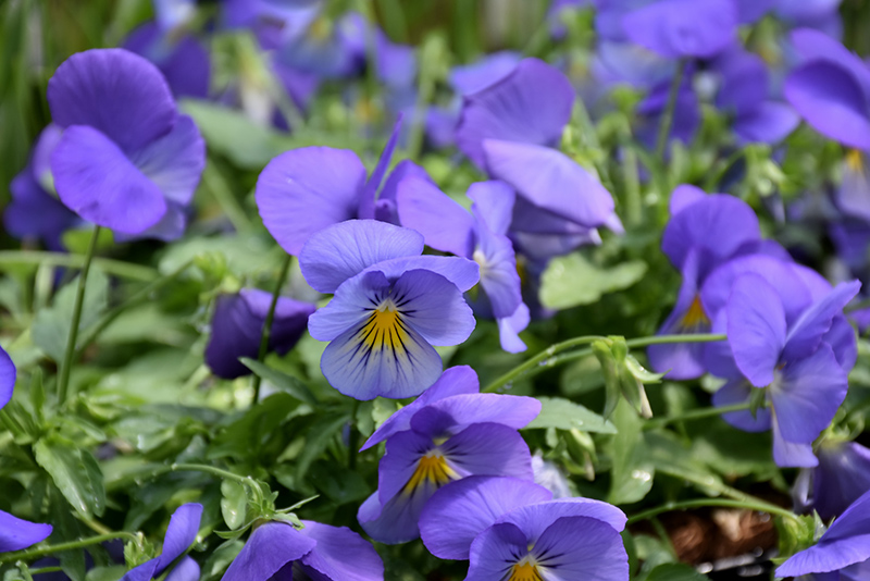 Cool Wave Blue Skies Pansy (Viola x wittrockiana 'PAS1077345') at Bedner's Farm & Greenhouse