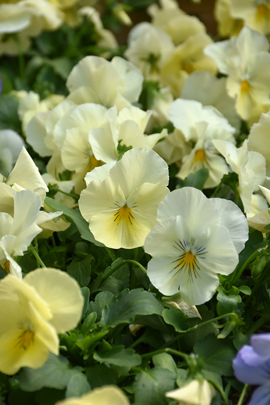 Cool Wave Yellow Pansy (Viola x wittrockiana 'PAS904972') at Bedner's Farm & Greenhouse