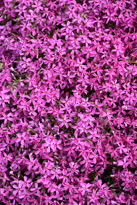 Red Wings Moss Phlox (Phlox subulata 'Red Wings') at Bedner's Farm & Greenhouse