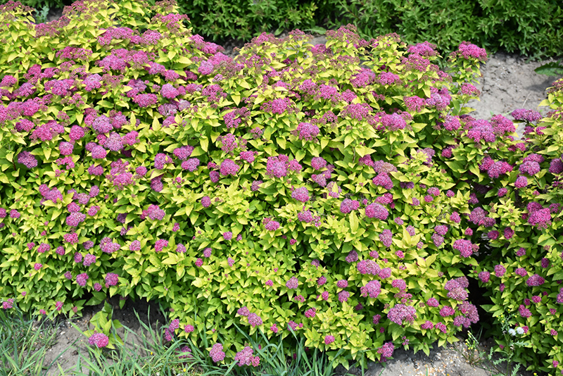 Double Play Gold Spirea (Spiraea japonica 'Yan') at Bedner's Farm & Greenhouse