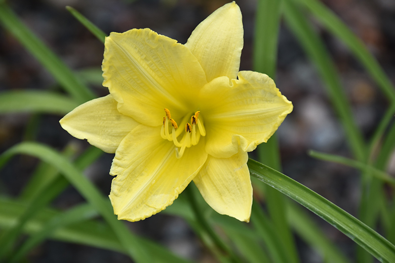 Happy Ever Appster Big Time Happy Daylily (Hemerocallis 'Big Time Happy') at Bedner's Farm & Greenhouse