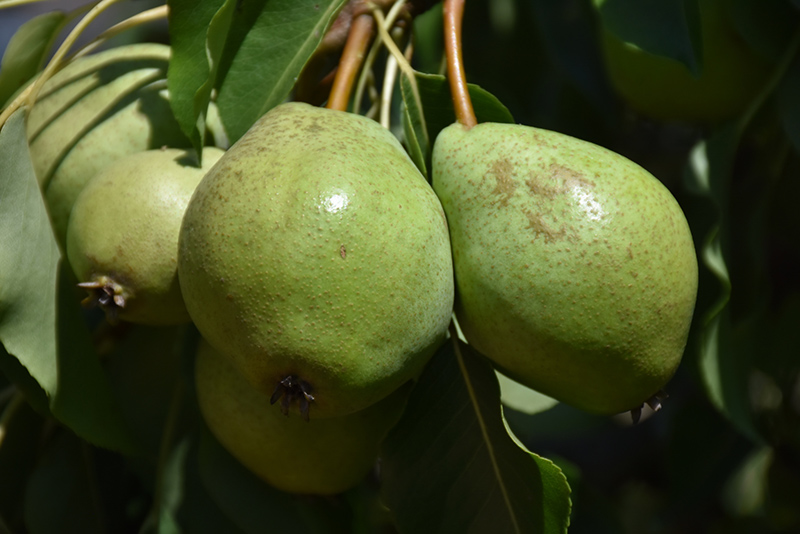 Luscious Pear (Pyrus communis 'Luscious') at Bedner's Farm & Greenhouse