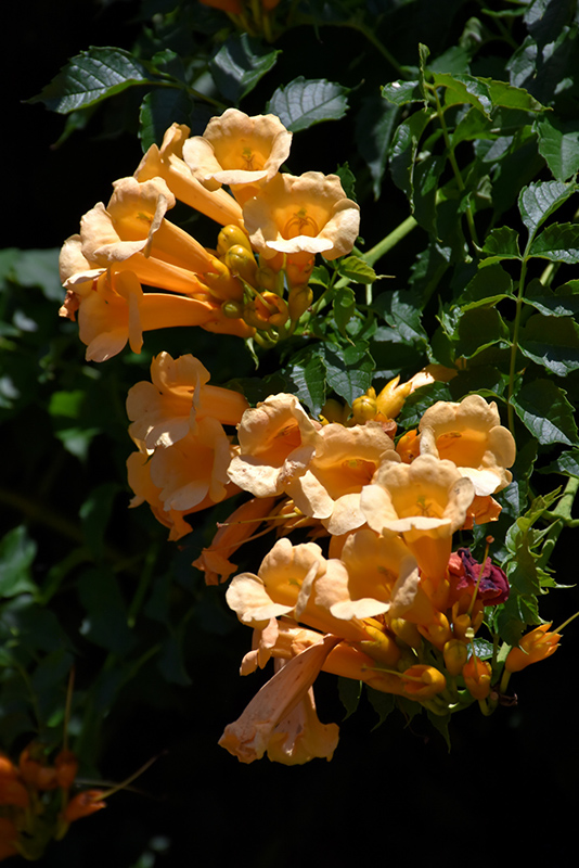 Yellow Trumpetvine (Campsis radicans 'Flava') at Bedner's Farm & Greenhouse