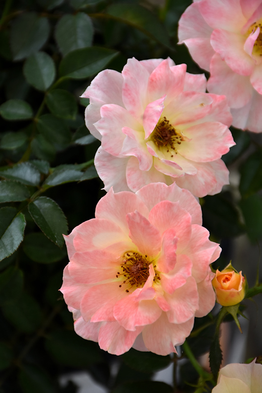 Oso Easy Italian Ice Rose (Rosa 'Chewnicebell') at Bedner's Farm & Greenhouse
