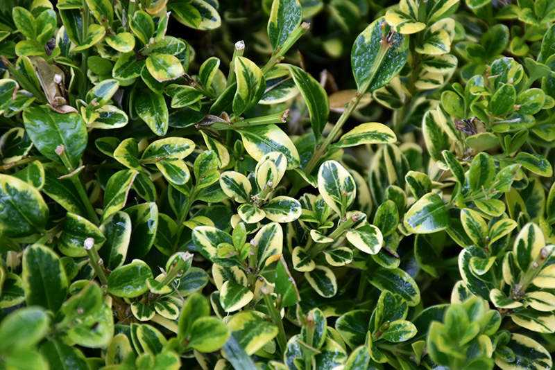 Wedding Ring Boxwood (Buxus microphylla 'Eseles') at Bedner's Farm & Greenhouse
