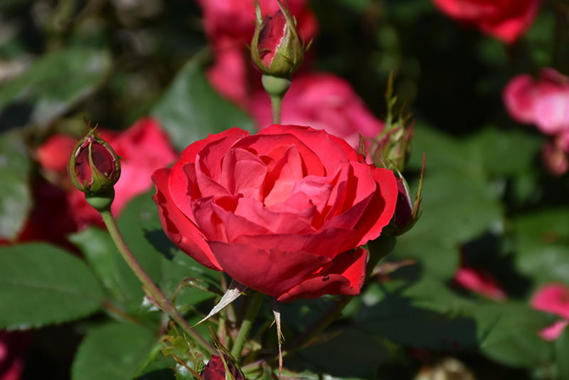 Oso Easy Double Red Rose (Rosa 'Meipeporia') at Bedner's Farm & Greenhouse