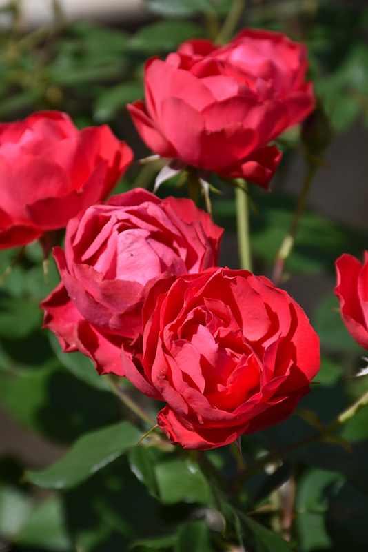 Oso Easy Double Red Rose (Rosa 'Meipeporia') at Bedner's Farm & Greenhouse