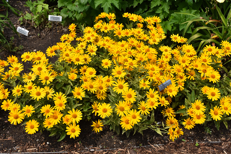 Sunstruck False Sunflower (Heliopsis helianthoides 'Sunstruck') at Bedner's Farm & Greenhouse