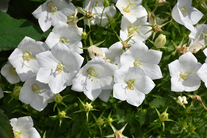 White Clips Bellflower (Campanula carpatica 'White Clips') at Bedner's Farm & Greenhouse