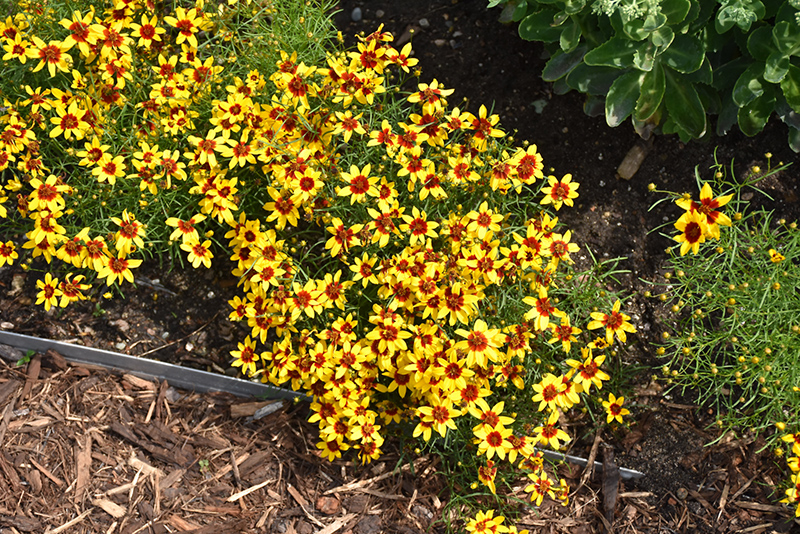 Sizzle And Spice Curry Up Tickseed (Coreopsis verticillata 'Curry Up') at Bedner's Farm & Greenhouse