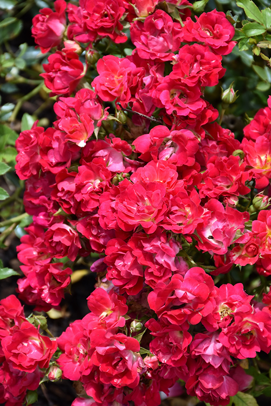 Red Drift Rose (Rosa 'Meigalpio') at Bedner's Farm & Greenhouse