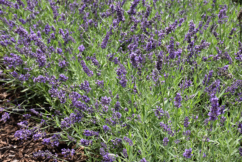 Lavance Purple Lavender (Lavandula angustifolia 'Lavance Purple') at Bedner's Farm & Greenhouse