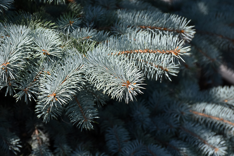 Baby Blue Blue Spruce (Picea pungens 'Baby Blue') at Bedner's Farm & Greenhouse