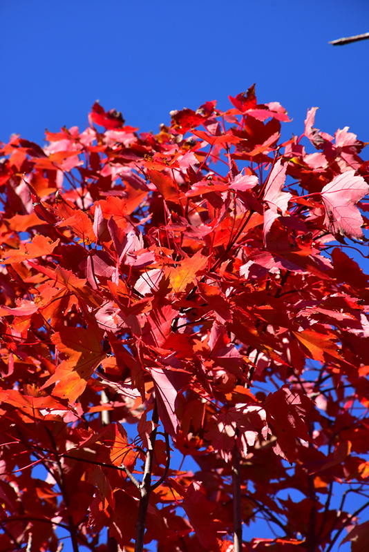October Glory Red Maple (Acer rubrum 'October Glory') at Bedner's Farm & Greenhouse