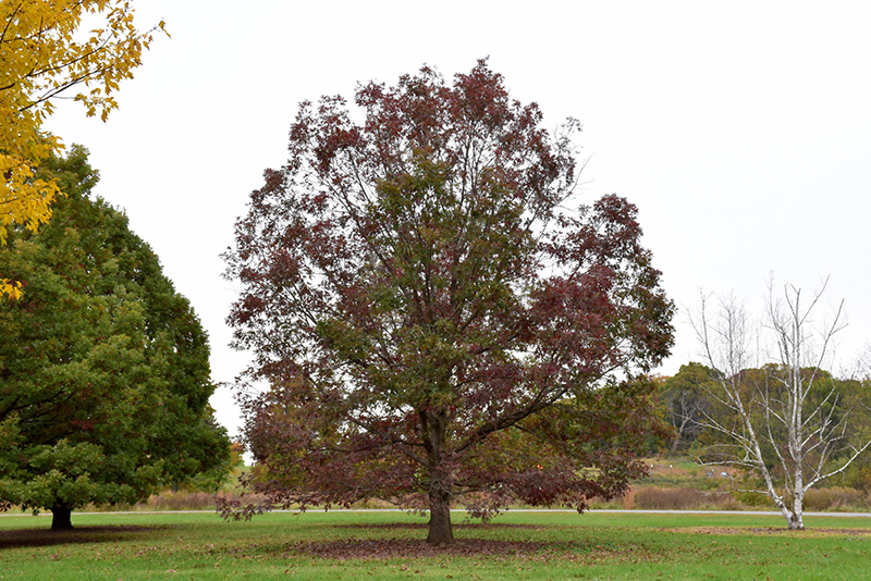 White Oak (Quercus alba) at Bedner's Farm & Greenhouse