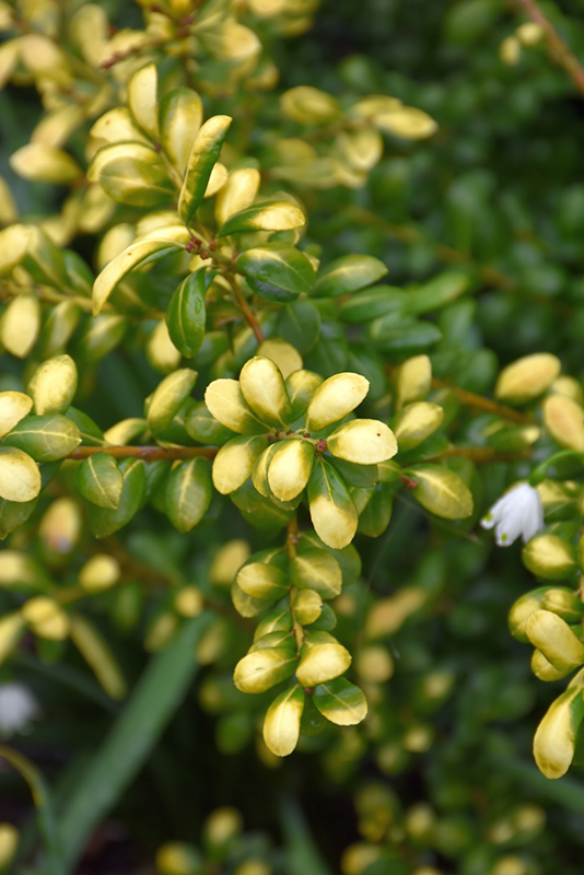 Drops Of Gold Japanese Holly (Ilex crenata 'Drops Of Gold') at Bedner's Farm & Greenhouse