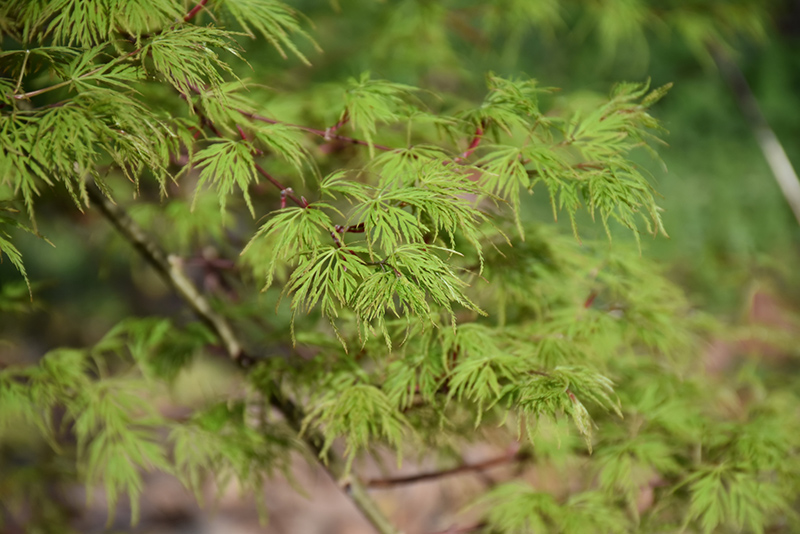 Emerald Lace Japanese Maple (Acer palmatum 'Emerald Lace') at Bedner's Farm & Greenhouse