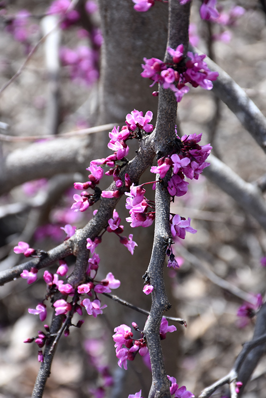 Ruby Falls Redbud (Cercis canadensis 'Ruby Falls') at Bedner's Farm & Greenhouse