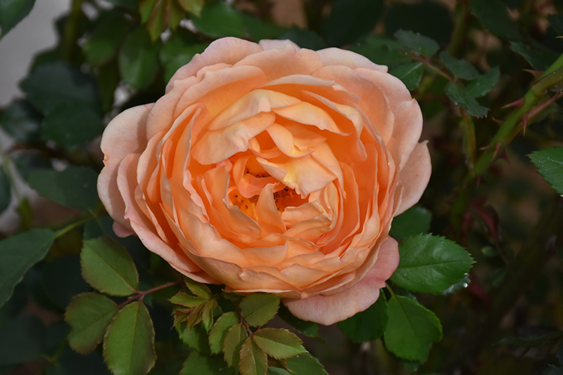 Lady Of Shalott Rose (Rosa 'Ausnyson') at Bedner's Farm & Greenhouse