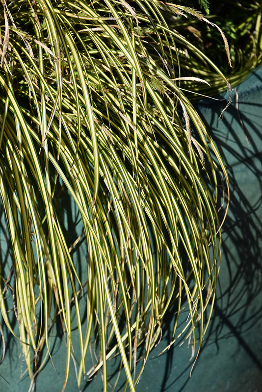 EverColor Eversheen Japanese Sedge (Carex oshimensis 'Eversheen') at Bedner's Farm & Greenhouse