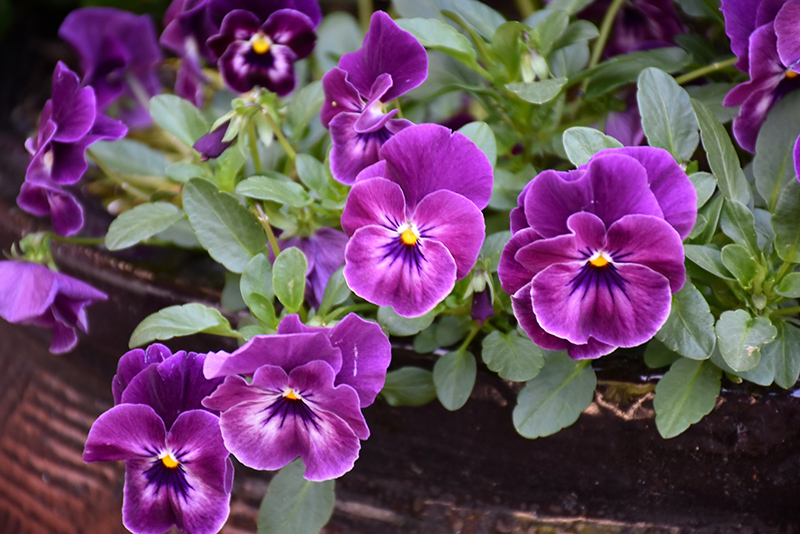Cool Wave Raspberry Pansy (Viola x wittrockiana 'PAS1196270') at Bedner's Farm & Greenhouse