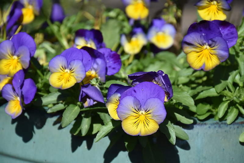 Cool Wave Morpho Pansy (Viola x wittrockiana 'PAS1077347') at Bedner's Farm & Greenhouse
