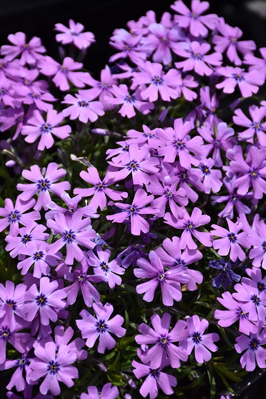 Purple Beauty Moss Phlox (Phlox subulata 'Purple Beauty') at Bedner's Farm & Greenhouse