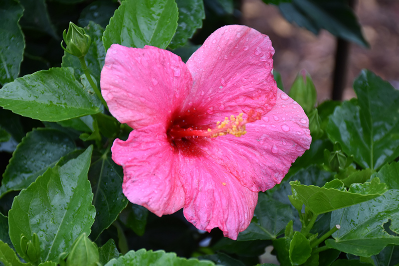 Cayman Wind Hibiscus (Hibiscus rosa-sinensis 'Cayman Wind') at Bedner's Farm & Greenhouse