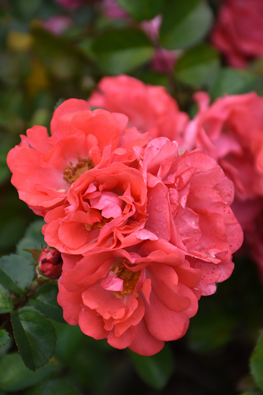 Coral Drift Rose (Rosa 'Meidrifora') at Bedner's Farm & Greenhouse