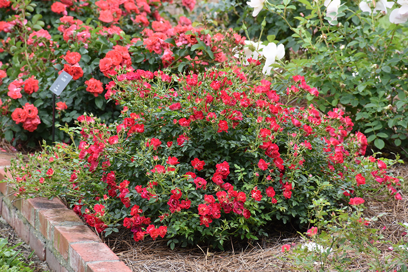Red Drift Rose (Rosa 'Meigalpio') at Bedner's Farm & Greenhouse