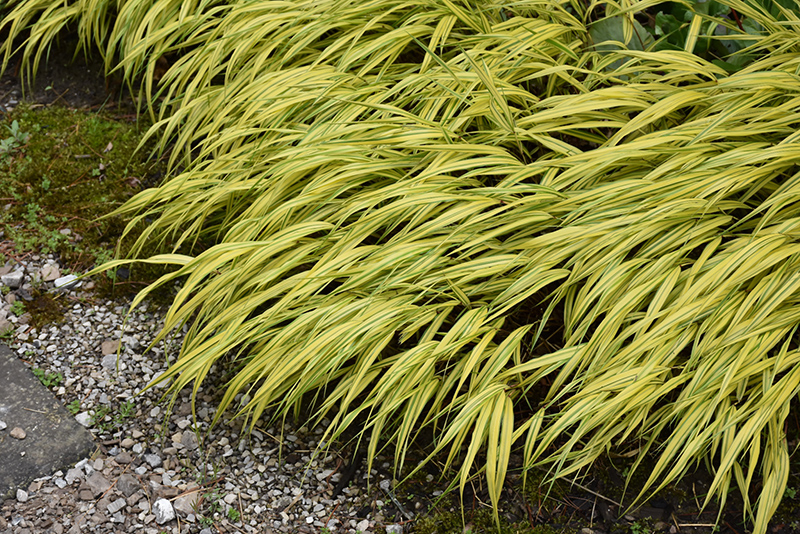 Golden Variegated Hakone Grass (Hakonechloa macra 'Aureola') at Bedner's Farm & Greenhouse
