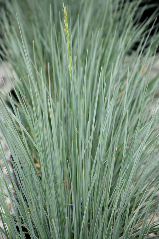 Sapphire Blue Oat Grass (Helictotrichon sempervirens 'Sapphire') at Bedner's Farm & Greenhouse