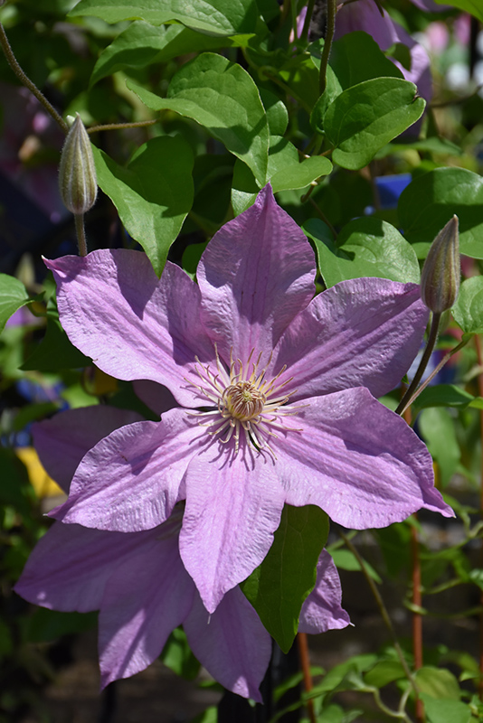 Sally Clematis (Clematis 'Evipo077') at Bedner's Farm & Greenhouse
