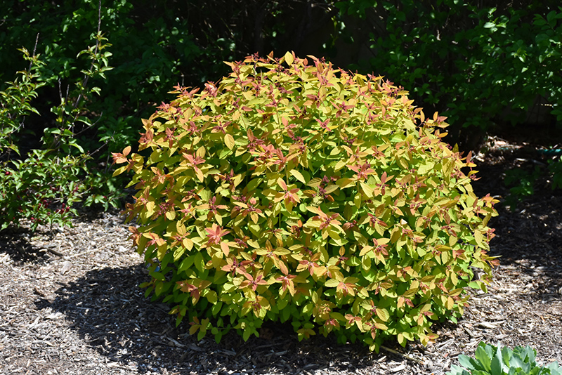 Double Play Candy Corn Spirea (Spiraea japonica 'NCSX1') at Bedner's Farm & Greenhouse