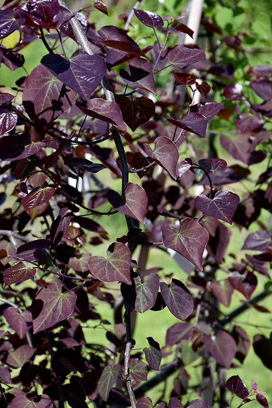 Ruby Falls Redbud (Cercis canadensis 'Ruby Falls') at Bedner's Farm & Greenhouse