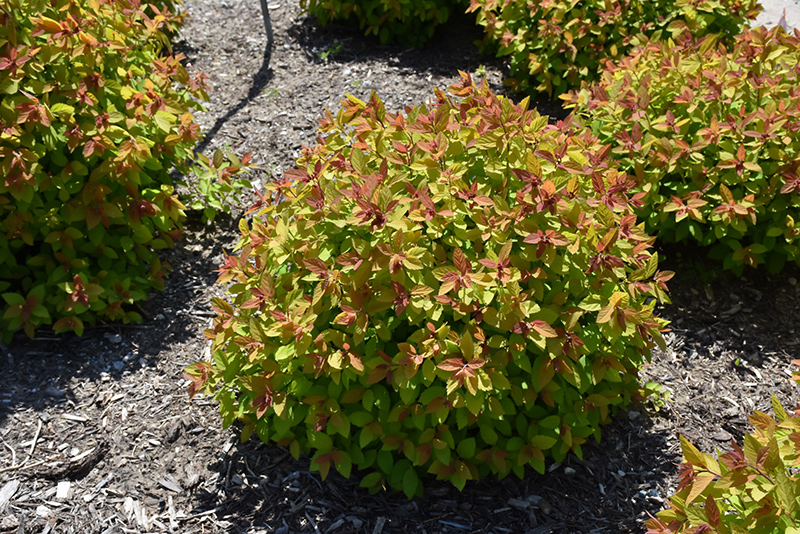 Double Play Big Bang Spirea (Spiraea 'Tracy') at Bedner's Farm & Greenhouse