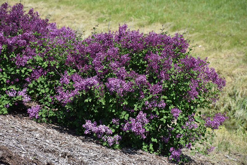 Bloomerang Dark Purple Lilac (Syringa 'SMSJBP7') at Bedner's Farm & Greenhouse