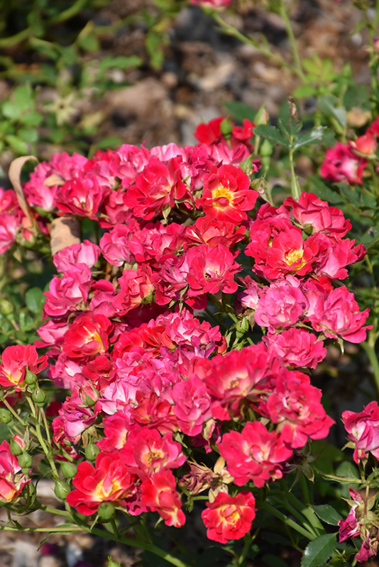Pink Drift Rose (Rosa 'Meijocos') at Bedner's Farm & Greenhouse