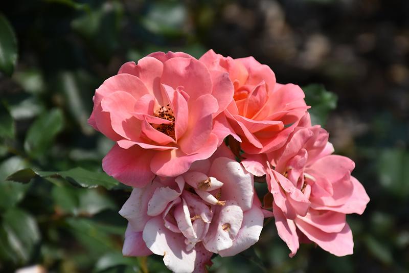 Coral Knock Out Rose (Rosa 'Coral Knock Out') at Bedner's Farm & Greenhouse