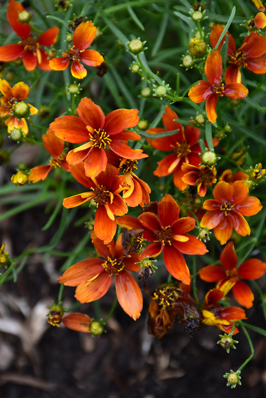 Sizzle And Spice Crazy Cayenne Tickseed (Coreopsis verticillata 'Crazy Cayenne') at Bedner's Farm & Greenhouse