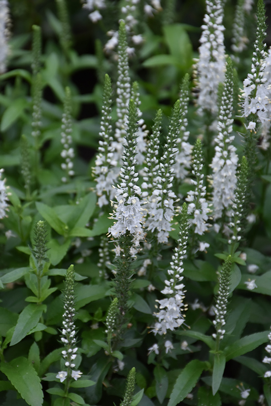 White Wands Speedwell (Veronica 'White Wands') at Bedner's Farm & Greenhouse