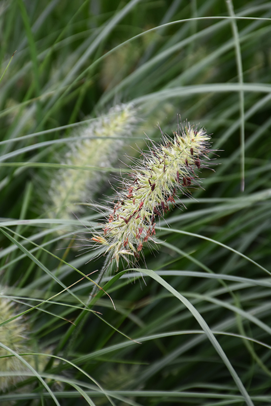 Little Bunny Dwarf Fountain Grass (Pennisetum alopecuroides 'Little Bunny') at Bedner's Farm & Greenhouse