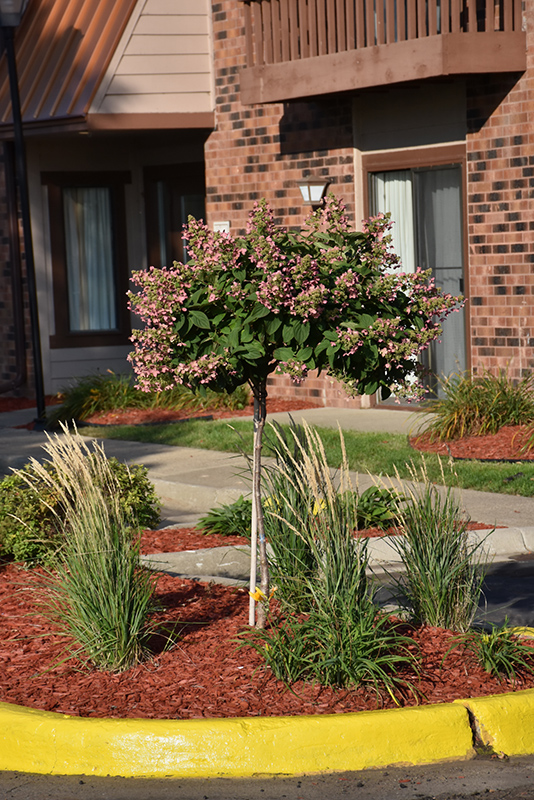 Quick Fire Hydrangea (tree form) (Hydrangea paniculata 'Bulk') at Bedner's Farm & Greenhouse