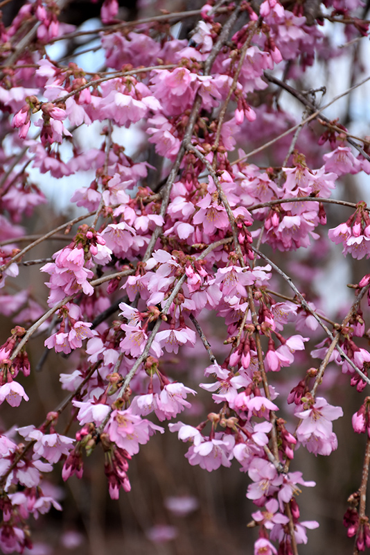 Pink Cascade Weeping Cherry (Prunus 'NCPH1') at Bedner's Farm & Greenhouse
