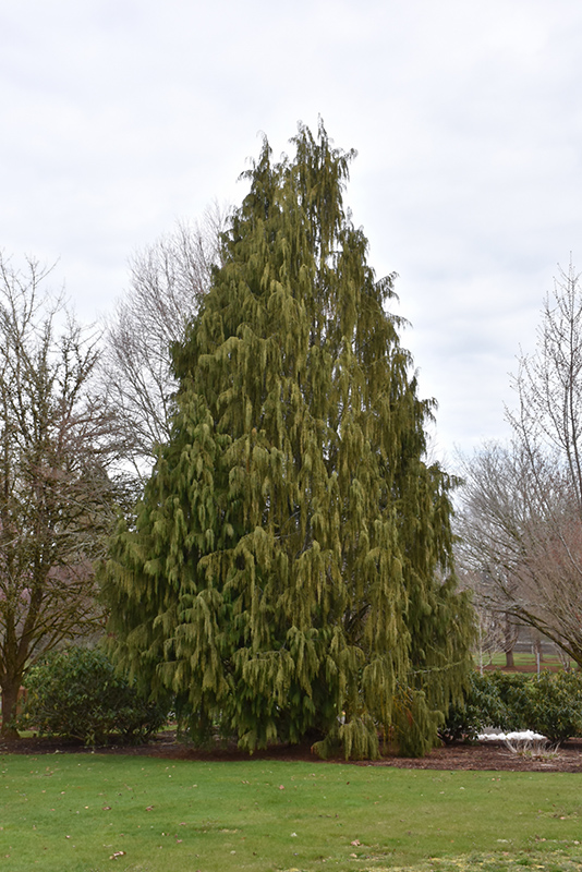 Weeping Nootka Cypress (Chamaecyparis nootkatensis 'Pendula') at Bedner's Farm & Greenhouse