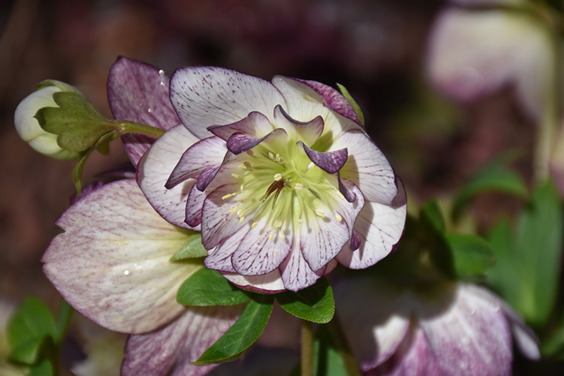 Peppermint Ice Hellebore (Helleborus 'Peppermint Ice') at Bedner's Farm & Greenhouse