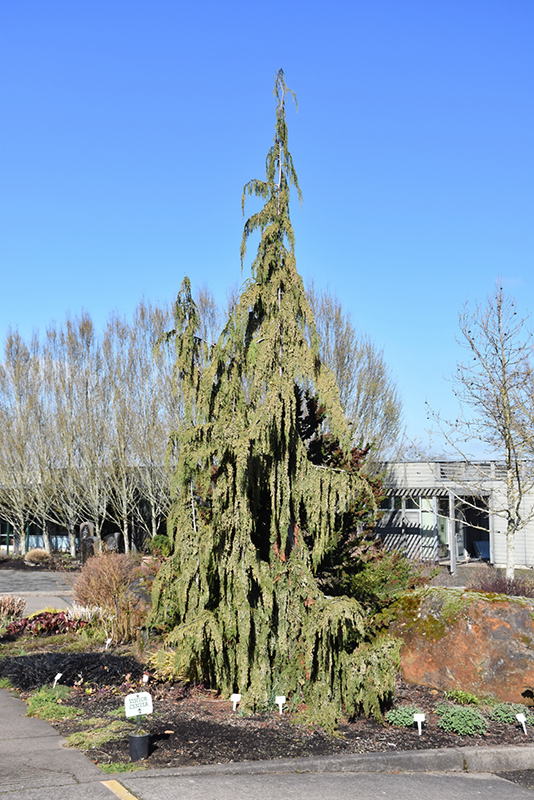 Blue Weeping Nootka Cypress (Chamaecyparis nootkatensis 'Glauca Pendula') at Bedner's Farm & Greenhouse