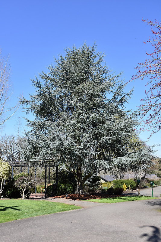 Blue Atlas Cedar (Cedrus atlantica 'Glauca') at Bedner's Farm & Greenhouse