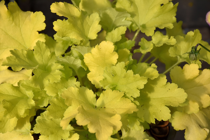 Lime Marmalade Coral Bells (Heuchera 'Lime Marmalade') at Bedner's Farm & Greenhouse